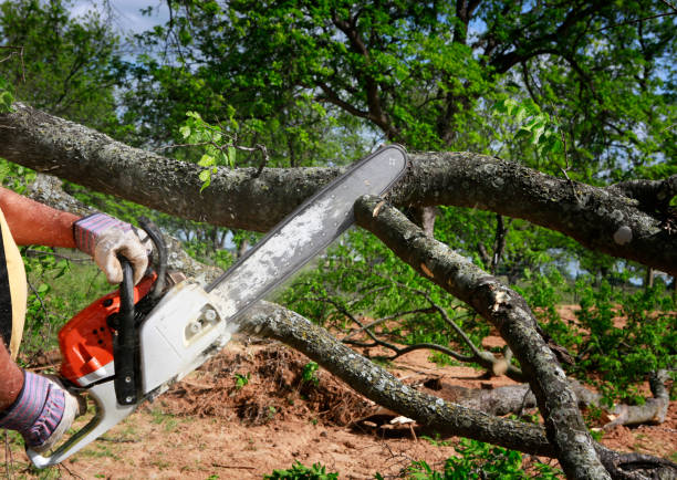 Best Professional Tree Care  in Show Low, AZ